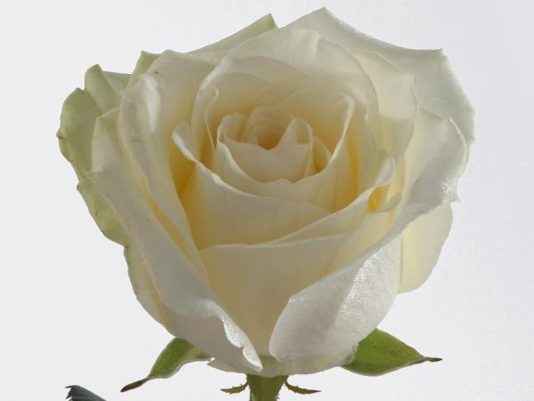 KUKKAKAUPPA VERSO, Itis - Ruusut - 08. Valkoinen ruusu